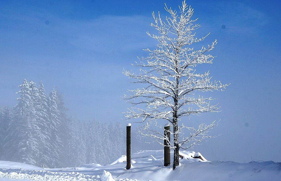 Winter 2020 in Wolfsberg District, Carinthia, Austria by Naturpuur under CC BY 4.0